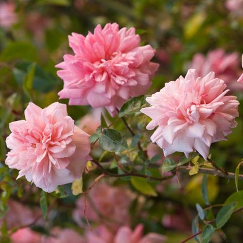 Gärtnerei - Rosa Paul Noël - rosa - ramblerrosen - stark duftend - Rémi Tanne - -